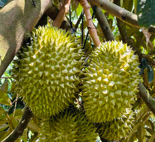 ĐẠI LÝ VTNN LAN NHÀN